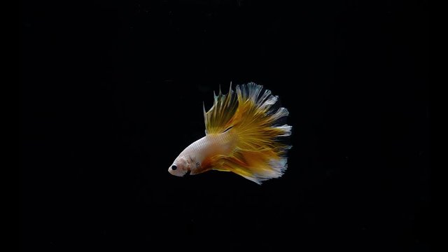 Super slow motion of gold fighting fish on a black background