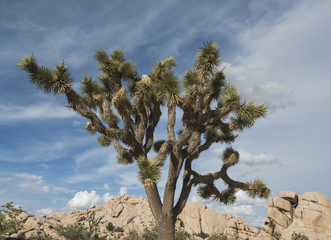 joshua tree in desert