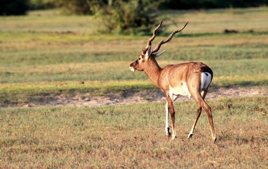 A Deer in plains