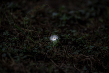 Mushroom In The Forest