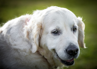 The Golden Retriever