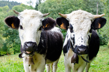 Vogesen Rinder VACHES VOSGIENNES 