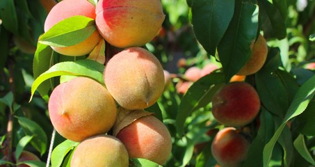 Ripe yellow peaches on a tree.