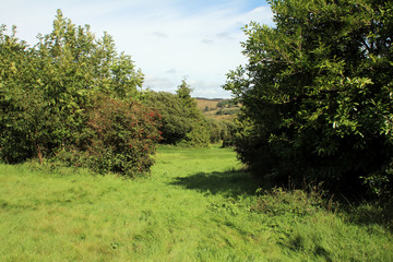 Entrance to the Magic Forrest