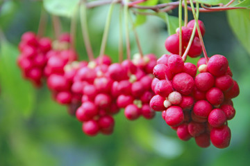Crop of useful plant. Red schisandra hang in row on green branch