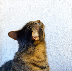 Kater - nach oben schauend, Ohren nach hinten
