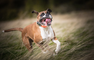 Obraz premium The Boxer