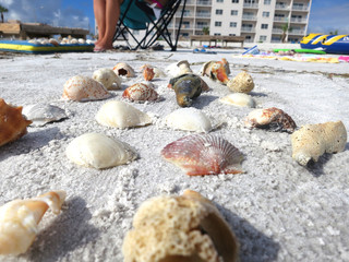 Beach Path Made of Shells