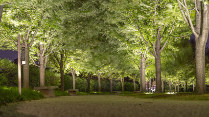 Trail with lighted trees