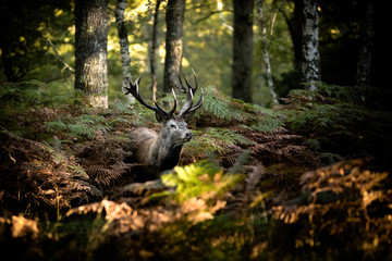 cerf brame chasse roi forêt cor mammifère animal sauvage fougère bois caché nature cervidé