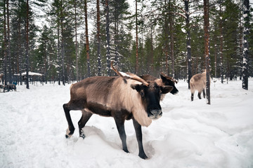 travel to reindeer herders
