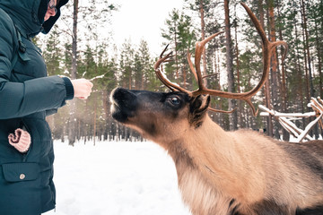 travel to reindeer herders