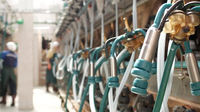 The process of milk milking from a cow on a farm with the help of modern equipment and milkmaids, industry, agriculture, work and ranch, milking