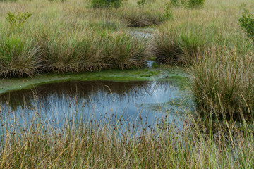 Naturlandschaft Ewiges Meer in Ostfriesland