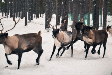 travel to reindeer herders