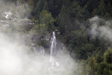 Fog in the forest, North Cascades National Park, WA, USA. 