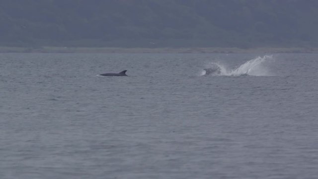 dolphins at the coast of scotland