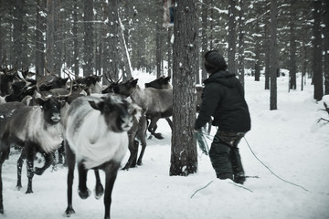 travel to reindeer herders