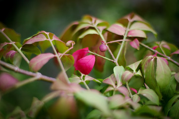 red leaves in the fall