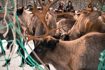 travel to reindeer herders