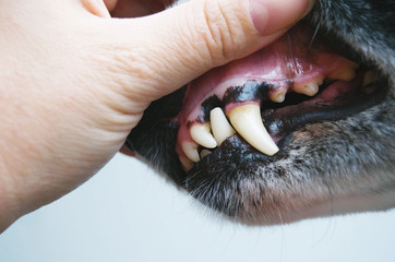 A hand opening a dog's mouth. Health check of dog teeth.