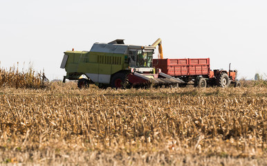 Fototapeta premium Pouring corn grain into tractor trailer after harvest