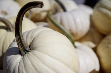 White squash in fall time, halloween 