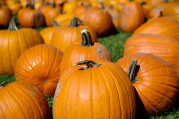 big halloween pumpkins 