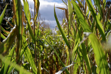 Corn maze 