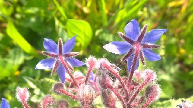fiori di fiume sulla riva 