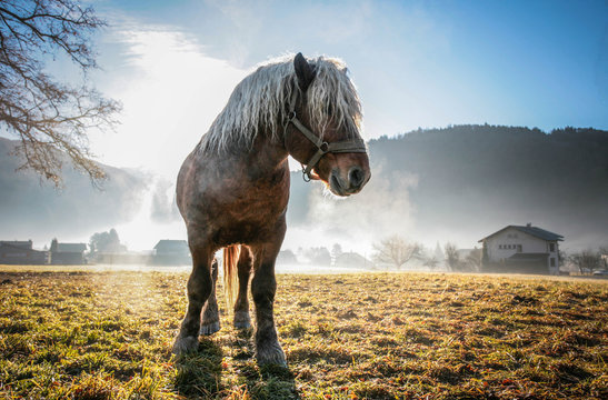 Cheval de trait