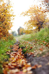 Autumn leaf, background texture of yellow,red and orange leaves autumn leaf background