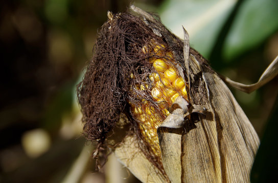 Heirloom Corn On The Field 