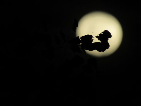 Lua Cheia registrada em Quixad&aacute;-CE
