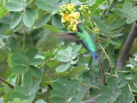 Beija-flor registrado no Sert&atilde;o Central de Quixad&aacute; - CE