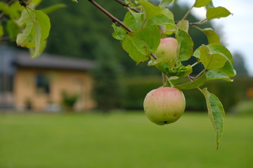 Apple tree with apples.Apples on a tree on an indistinct background of the orange house