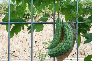 Bitter gourd/ bitter cucumber/ bitter melon. Urban vegetables farming in Indonesia