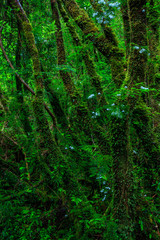 Detail of the enchanted forest in carretera austral, Bosque encantado Chile patagonia