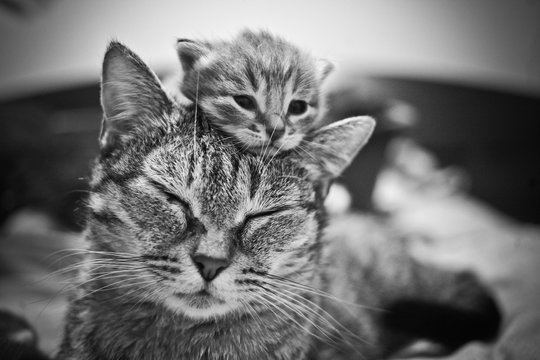 Chatte et son chaton