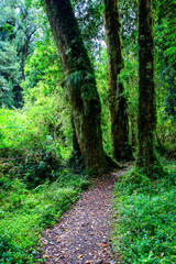 Detail of the enchanted forest in carretera austral, Bosque encantado Chile patagonia