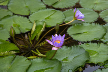 Water lily