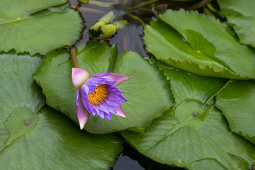 Water lily