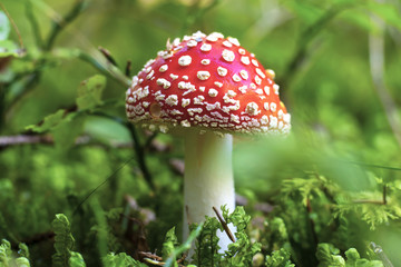 Amanita muscaria mushroom