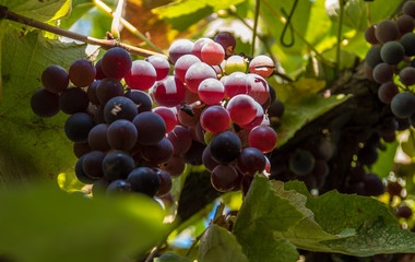 Ripe grapes hang in the rays of the sun on the eyelids
