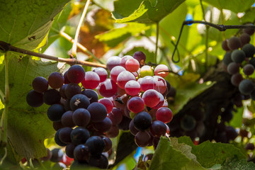 Ripe grapes hang in the rays of the sun on the eyelids