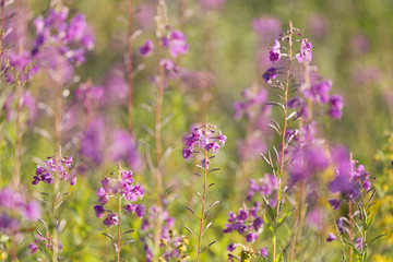 flowers of Fireweed, Chamaenerion angostifolium on a sunny summer day