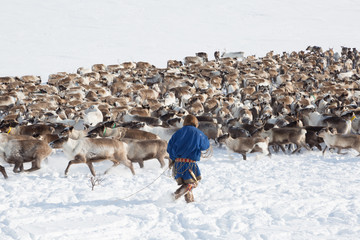 Nenets reindeer mans catches reindeers on a sunny winter day © Shchipkova Elena
