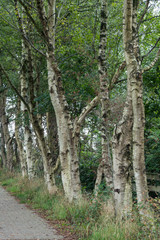Birkenallee beim Ewigen Meer in Ostfriesland