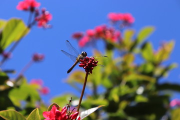 Dragonfly on Flower