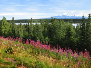 Perfect Landscape With Mount Drum and Willow Lake